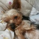 개귀여워 이미지