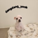 애견미용실 이미지