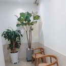 연세세란피부과의원 이미지