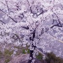 온천천일대7 | 2026. 3월 마지막주, 4월 부산벚꽃 축제 장소 개화시기 찾아가는법 주차장 정보 총정리