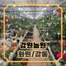 민들레화원 | [강동/화원] 강원농원_화원방문기3