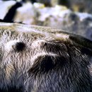 종만축산 이미지