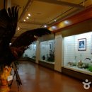 강원특별자치도산림박물관 이미지