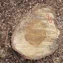 갈참나무(26살)-090-은평구 봉산 편백나무 숲 확장공사로 벌목된 나무 기록 이미지