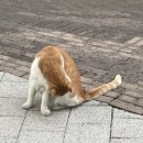 윈그루밍 이미지