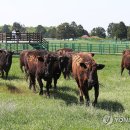 제주 흑우 이미지