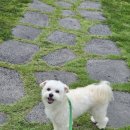 신평동1045 | 애견동반 여행 포항 찍고, 경주 3박 4일 1일차~2일차 (포항 멍비치, 호미곶, 구룡포일본인가옥거리...