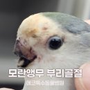 모란동물병원 - 성남시 중원구 성남대로 1126 | 앵무새 부리 골절, 사고로 부리가 골절된 모란앵무 부리재건술 후기