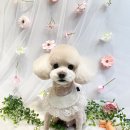 퍼피글랫 이미지