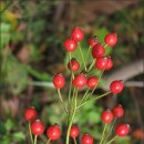 ■ 찔레열매주 효능 ■ 이미지