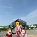 한시열농장 | 용인딸기체험농장 : 포레스트 벨 내돈내산 후기