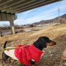 GPS 애견학교 이미지