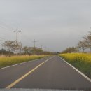 가시리 유채꽃길 이미지