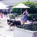 화산켄넬 이미지