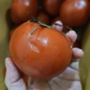 대성농장4 이미지