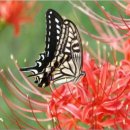 靑春-마음으로 하나 이미지