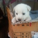 똥강아지 이미지