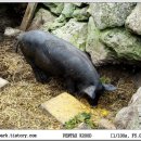 제주똥돼지 이미지