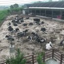 고려축산2농장 이미지