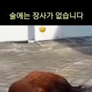 닭술