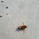 꿀벌주유소 이미지