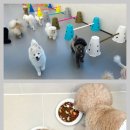 모여라 애견미용 | 대구애견호텔 오픈형미용 실시간돌봄 모여라솜뭉치