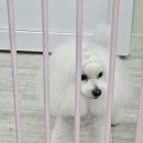 앤독살롱