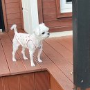 미소로 동물병원 | 쌍촌동 동물병원 비타! 친절함과 전문성에 감동했던 방문기