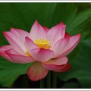 행복자리 이미지