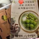 열매유통 | 고당도 샤인머스켓 추천 산지직송 프리미엄 포도 열매탐정 들판열매 후기