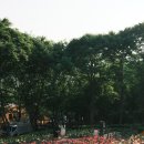 계산노인문화센터 | 인천 계양산 장미원 가족 나들이 데이트, 실시간 개화 상황 및 주차 팁