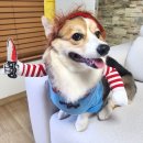 펫옷