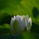 함안 연꽃테마파크 순백의 백련 이미지