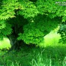 나무한그루 이미지