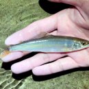 독립-16-05 이미지