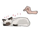 코리아동물병원 이미지