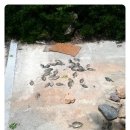 시산초등학교 | 5. 위양지 &lt;경남 밀양시 북부면&gt;