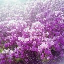 87차 4월26일수요일 대구 비슬산(진달래꽃 축제) 이미지