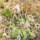 할미꽃하우스 민박 이미지