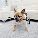 비견 | 강아지 관절 영양제 8살 후지마비견 관절관리에 닥터페렌들리 올인점프