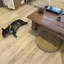 제주언니 이미지