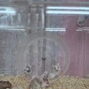 봄꽃햄스터 이미지