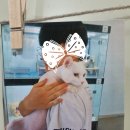 페르시안캣 | 여수패밀리캣의 얌이(페르시안)장모고양이 무마취미용후기