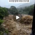 홍시와 똘마니들 이미지
