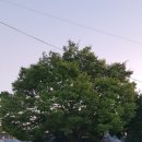 사덕시장 이미지