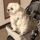 새천년펜션 | [1박2일 삼척여행🌊] 가족여행/환갑여행/쏠비치삼척/삼척애견동반