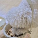 한국바이오 | 강아지관절영양제 추천, 슬개골탈구 이후 선택한 관절영양제, 한국바이오펫 조인트케어 솔직 후기