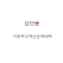 디어베어켄넬 이미지