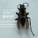 미서기창으로 서재에 들어온 한국고유종 왕바다리 이미지
