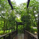 홍가농장 | 태안 안면도 가볼만한곳 청산수목원 수국 연꽃 축제중